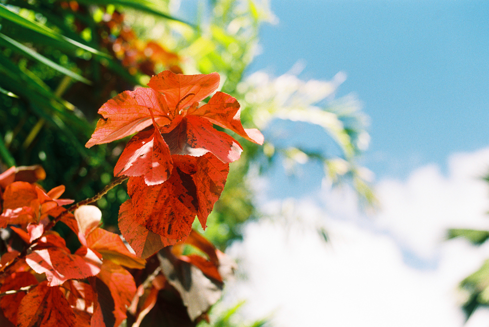 Vibrant red vegetation in Barbados