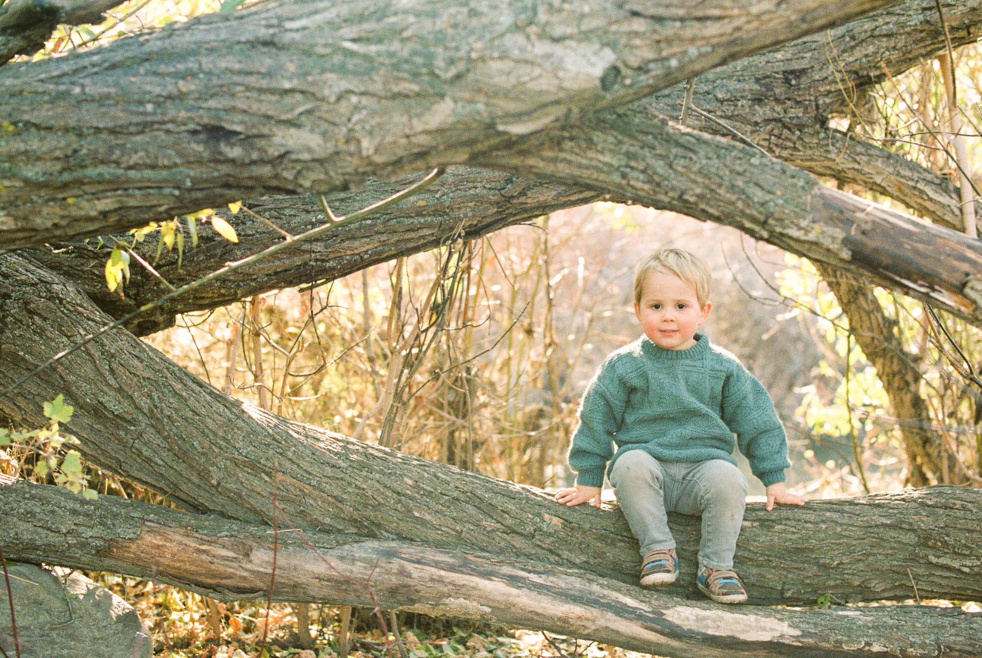 toddler sitting on a tree branch in Confederation Park in Calgary