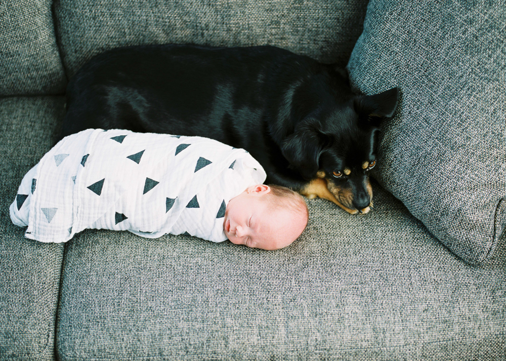 A dog and a swaddled newborn snuggle together on a couch